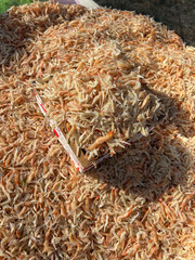 piles of small dried shrimp
