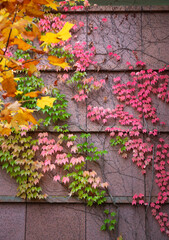 Parthenocissus is a genus of climbing plants in the grape family. Red, yellow, and orange leaves on branches against a pink stone wall.