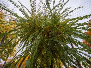 Fototapeta premium Crown of a weeping cherry tree (Prunus avium pendula) with long drooping branches and green leaves, viewed from below in an urban park.