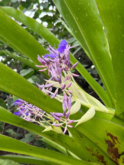 コクリオステマ・オドラテッシムム