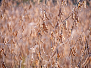 Fototapeta premium Field of mature soybeans (Glycine max) before harvest, grown for food, oil production, and animal feed, important crop in agriculture and industry.