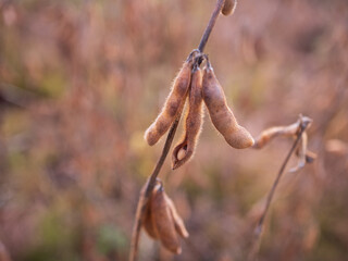 Close-up of ripe soybean (Glycine max) pod with visible seed inside, ready for harvest, used for oil, tofu, soy milk, animal feed, and biofuel.