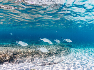 コバンアジ, Small spotted dart, Trachinotus baillonii,...