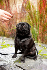 Black pug dog sits on a stone against a background of blurred bushes. The dog has a harness. He looks at the trainer's hand. Training. The photo is vertical and blurred