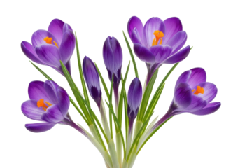 Vibrant purple crocus flowers, green leaves, white stems, orange stamens, showing bloom stages on transparent background with copy space, soft studio light, concept of spring, natural growth, new