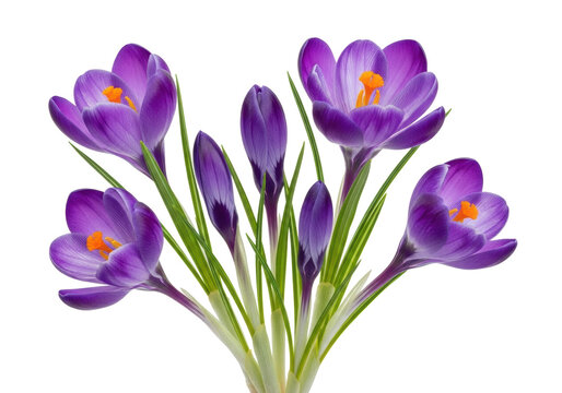 Vibrant purple crocus flowers, green leaves, white stems, orange stamens, showing bloom stages on transparent background with copy space, soft studio light, concept of spring, natural growth, new