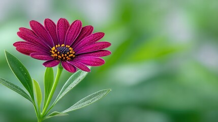 Obraz premium Macro Photo of a Vibrant Pink Daisy Flower in Full Bloom Covered in Dew Drops on a Green Blurred Background