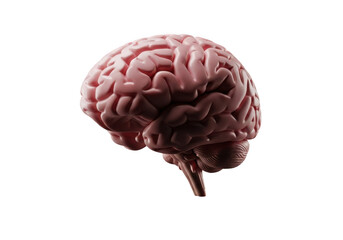 Realistic 3d rendering of a human brain isolated on transparent background