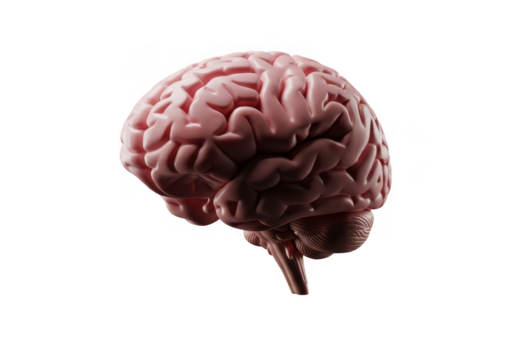 Realistic 3d rendering of a human brain isolated on transparent background