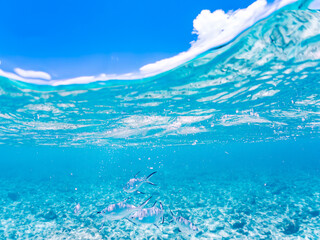 コバンアジ, Small spotted dart, Trachinotus baillonii,...