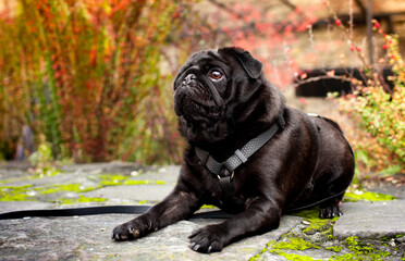 Black pug dog lies on a stone against a background of blurred bushes. The dog has a harness. He looks up. Training. The photo is horizontal and blurred