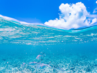 コバンアジ, Small spotted dart, Trachinotus baillonii, アジ科,
美しい白砂ビーチの半水面撮影。
観光客やパラソルも見える。
美しいサンゴ礁と熱帯魚の群れ。
嘉比島沖縄県
島尻郡慶良間諸島座間味島-2025
サンゴの産卵があり卵が漂う。沖縄本島から40km西方の諸島。30以上の島嶼群全体が国立公園に指定。珊瑚礁の青い海と白い砂浜は世界屈指の美。貴重