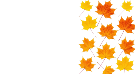 Vibrant orange and yellow maple leaves with red stems arranged on a transparent background, creating copy space on the left, top-down studio flat lay, autumn seasonal design concept