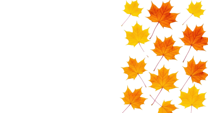 Vibrant orange and yellow maple leaves with red stems arranged on a transparent background, creating copy space on the left, top-down studio flat lay, autumn seasonal design concept