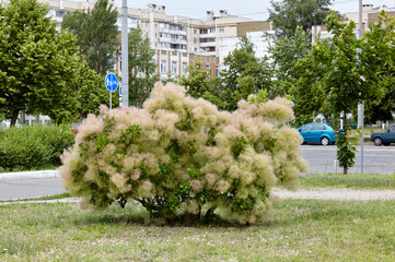 Cotinus coggygria tree bloom in the city park. Family name Anacardiaceae, Scientific name Cotinus
