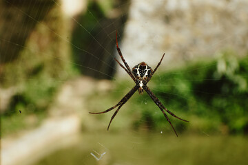 Diverse Spider Macro Set: Jumping Spider and Orb-Weaver on Web & Bark