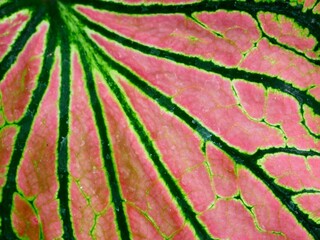 The green leaf texture