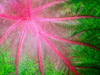 Close up of leaf