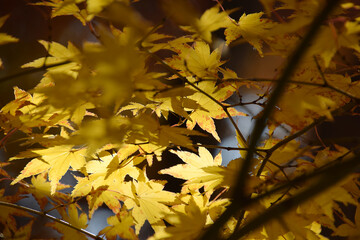  The autumn leaves ～ yellow maple leaves at their peak of autumn color - backlit watermark shot (telephoto zoom shot) / 秋の紅葉，見頃となった黄色いもみじの葉～逆光での透かし撮り(望遠ズーム撮影)