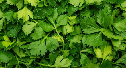 Fresh Green Parsley Leaves Close-up Background