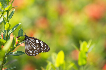 Blue Tiger butterfly (Tirumala limniace limniace) resting on green leaves with colorful blurred background, natural copy space banner