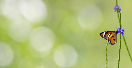 Plain Tiger butterfly (Danaus chrysippus) feeding on purple flower in green meadow background, copy...