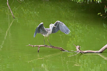 Fototapeta premium 羽を大きく広げて、池の上に伸びた枝にとまったアオサギ