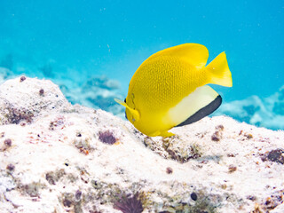 シテンヤッコ, Threespot Angelfish, Apolemichthys trimaculatus,...