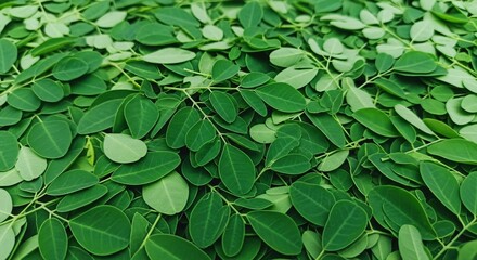 Abundant Green Moringa Leaves Scattered for Natural Texture
