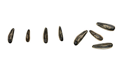 Sunflower Seeds on Transparent Background