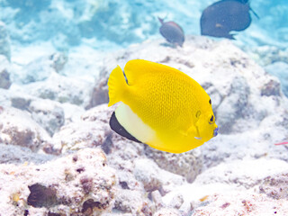 シテンヤッコ, Threespot Angelfish, Apolemichthys trimaculatus,...