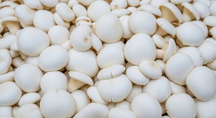 Close-up Overhead View of Fresh White Oyster Mushrooms in a Pile