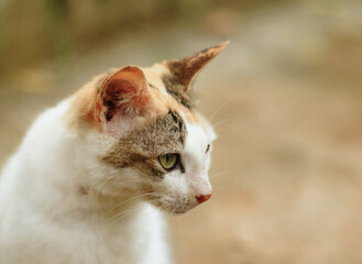 Close-up Portraits of Domestic Cats in Everyday Home and Outdoor Settings
