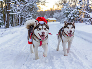 Two playful huskies wearing Santa hats walking in winter snow  