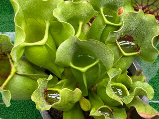 消化液がたまったサラセニア