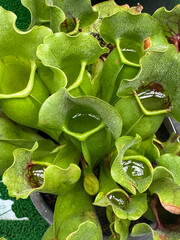 消化液がたまったサラセニア