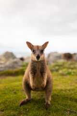High-quality photos of wallabies and kangaroos on Magnetic Island, Australia, surrounded by green grass, grey rocks, and the ocean in the background on a cloudy day, capturing adorable wildlife in the
