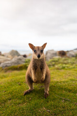 High-quality photos of wallabies and kangaroos on Magnetic Island, Australia, surrounded by green grass, grey rocks, and the ocean in the background on a cloudy day, capturing adorable wildlife in the
