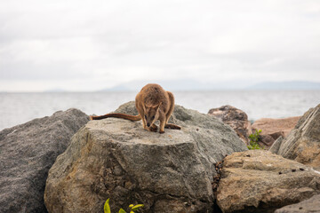 Fototapeta premium High-quality photos of wallabies and kangaroos on Magnetic Island, Australia, surrounded by green grass, grey rocks, and the ocean in the background on a cloudy day, capturing adorable wildlife in the