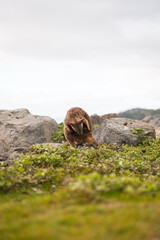 High-quality photos of wallabies and kangaroos on Magnetic Island, Australia, surrounded by green grass, grey rocks, and the ocean in the background on a cloudy day, capturing adorable wildlife in the