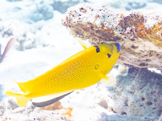 シテンヤッコ, Threespot Angelfish, Apolemichthys trimaculatus, キンチャクダイ科,
美しいサンゴ礁と熱帯魚の群れ。
嘉比島沖縄県
島尻郡慶良間諸島座間味島-2025
サンゴの産卵があり卵が漂う。沖縄本島から40km西方の諸島。30以上の島嶼群全体が国立公園に指定。珊瑚礁の青い海と白い砂浜は世界屈指の美。貴重な動植物が多数生息。
