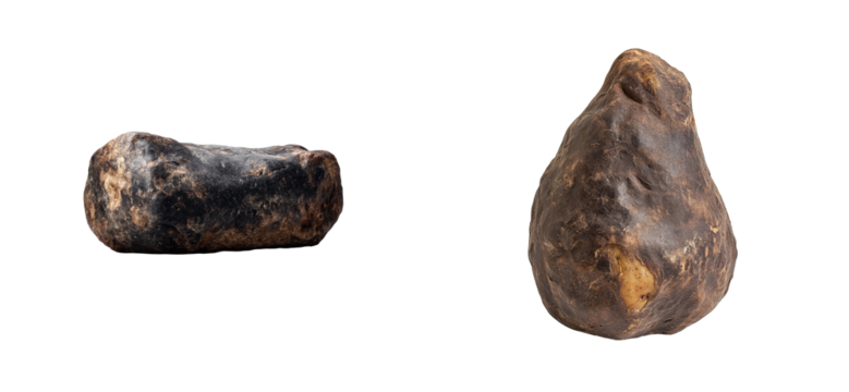 Two rough, textured, natural objects on black