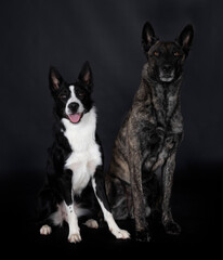 Dutch Shepherd and border in studio