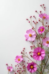 Fototapeta premium Vibrant frame of pink cosmos flowers and buds on a clean white background