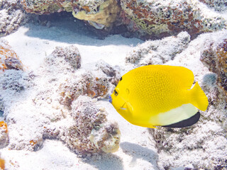 シテンヤッコ, Threespot Angelfish, Apolemichthys trimaculatus,...