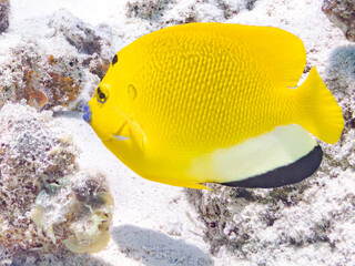 シテンヤッコ, Threespot Angelfish, Apolemichthys trimaculatus,...