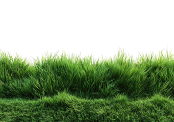 Lush green grass field, close-up