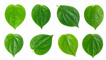 Fresh betel leaves, heart-shaped green leaves with peppery taste, isolated on clean white background.