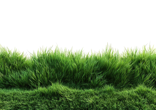 Lush green grass field, close-up