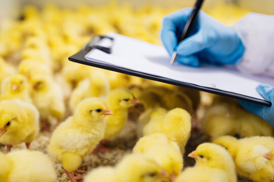 Yellow chicks in a sanitized hatchery enclosure being inspected by a gloved hand with a clipboard. Bird flu (H5N1) biosecurity protocol in place, early health monitoring context